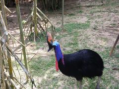 -新加坡飞禽公园