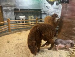 -Zoolung Zoolung动物主题公园(海信广场店)