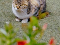 -大觉寺-停车场