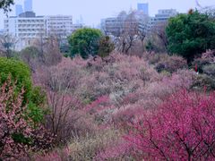 -南京古林公园