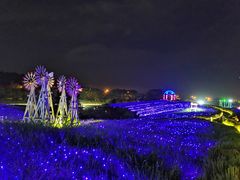 -大塘金香草谷