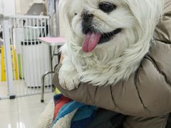 -北京观赏动物医院·24小时大型综合·猫专科·异宠专科