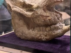 -陕西自然博物馆