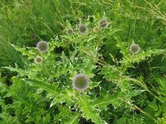 -白草畔自然风景区