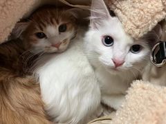 -西安京西宠物医院·瘫痪·疑难杂症