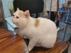 -PETKIT小佩宠物(古北店)