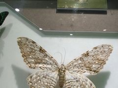 -上海昆虫博物馆