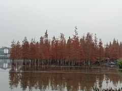 -白鹭湾湿地公园