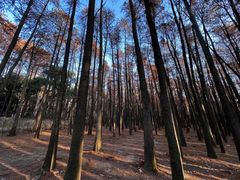 -上海共青森林公园