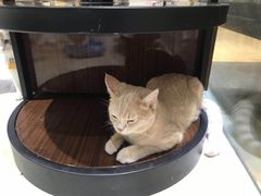 -藏猫猫咖啡主题馆(中央大道店)