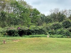 -海南热带野生动植物园