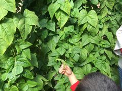 -万源龙顺度假庄园生态观光园