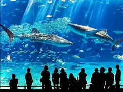 -悉尼海洋生物水族馆
