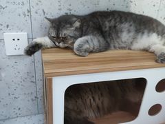 -喵园·猫主题咖啡厅·撸猫·猫咖(国贸店)