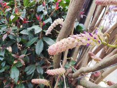 -武汉紫薇都市田园