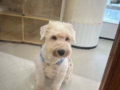 -共舞时光猫咖·狗咖(新街口店)