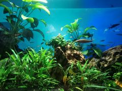 -太平洋海底世界