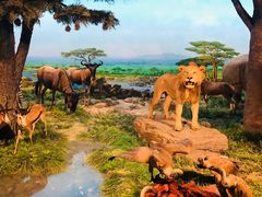 -国家自然博物馆