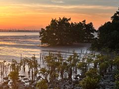 -宝安西湾红树林湿地公园