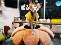 -囡的喵喵酱·萌宠生活馆·宠物洗护美容(胶州路店)