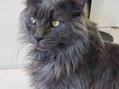 -平行世界·猫咖(首经贸店)