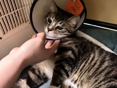 -安安宠医宠物医院·异宠·犬猫内科(岳阳分院)
