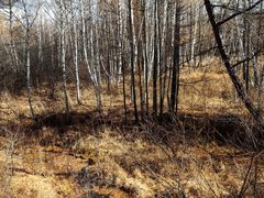 -莫尔道嘎国家森林公园