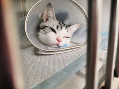 -芭比堂动物医院·犬猫全科·异宠专科(雁塔分院)