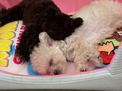 -帕帕拉兹宠物(亚洲旗舰店)