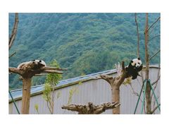 -都江堰中华大熊猫苑