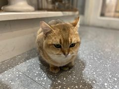 -共舞时光猫咖·狗咖(新街口店)