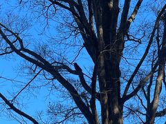 -井之头恩赐公园