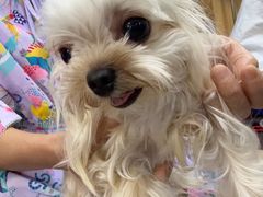 -瑞派宠物医院·24h·骨外科·皮肤科·全科宠物医疗转诊中心(沈阳浑南院)