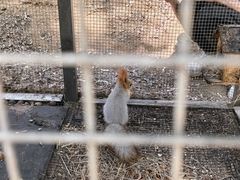 -欢乐松鼠谷