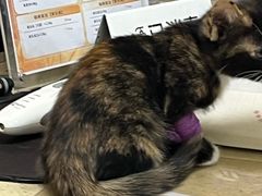 -艾贝尔宠物医院·狂犬免疫点(江山金象城店)