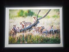 -罗红摄影艺术馆