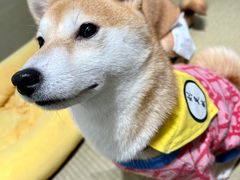-逗柴咖啡屋·狗咖猫咖宠物桌游