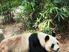 -深圳野生动物园