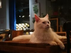 -吉丁鸟咖·异宠·寄养