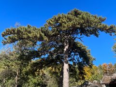 -阳台山自然风景区