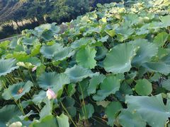 -不觉晓CAMPING(上海迪士尼营地店)