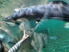 -上海海洋水族馆