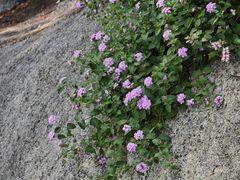 -鸿山公园