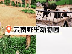 -云南野生动物园