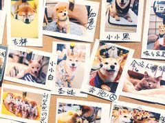 -逗柴咖啡屋·狗咖猫咖宠物桌游