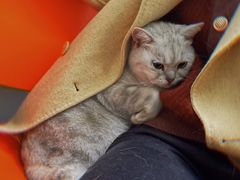 -伟伟宠物医院·CT影像中心·瑞派犬猫综合性门诊(汉口总院)