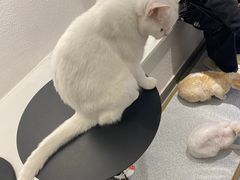 -琪喵猫屋·撸猫猫咖·猫舍