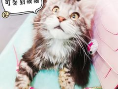 -十年猫舍·猫咪专门店(普陀店)