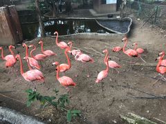 -清迈夜间动物园