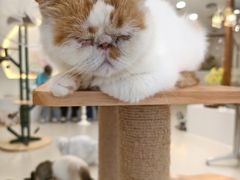 -共舞时光猫咖·狗咖(新街口店)